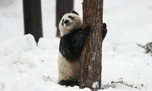 Vườn thú Phần Lan trả gấu trúc cho Trung Quốc vì thiếu tiền nuôi