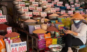 Giá gạo Việt nguy cơ giảm khi Ấn Độ nới xuất khẩu